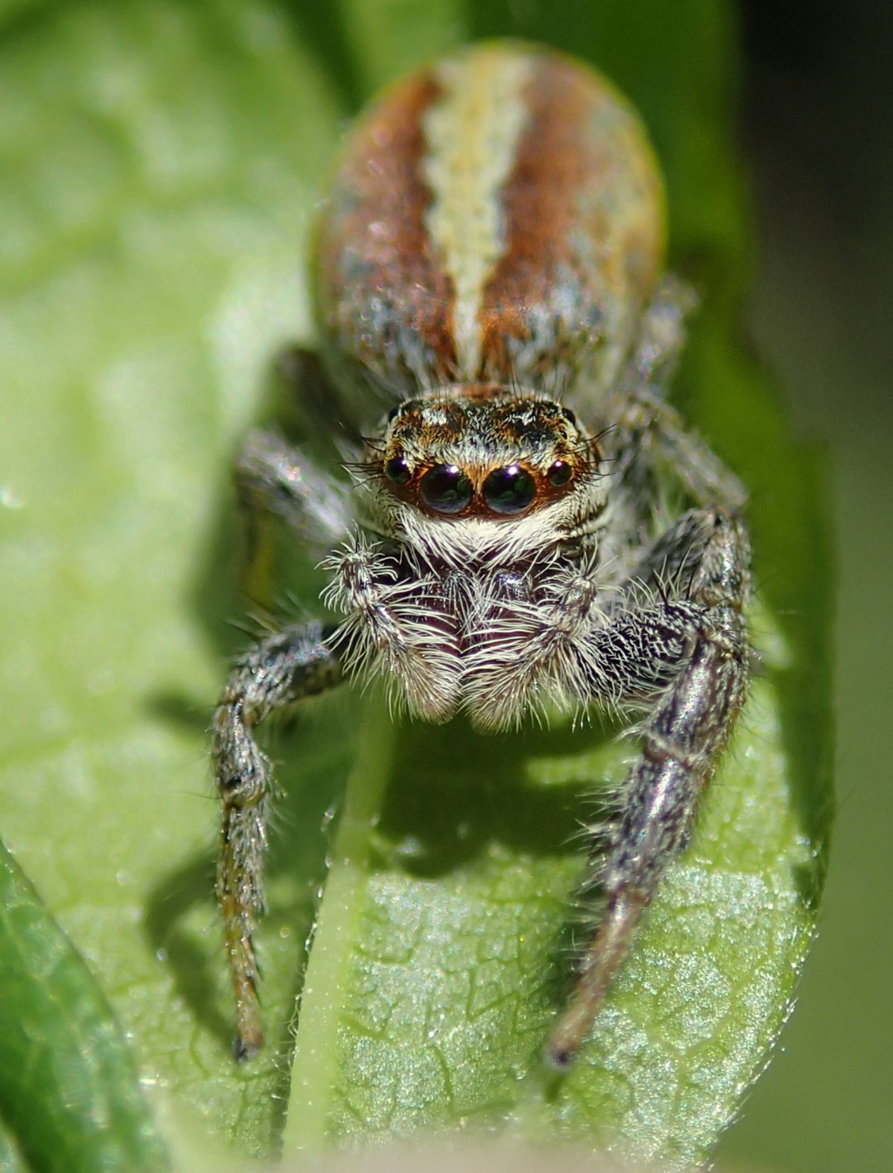 Salticidae:  Marpissa pomatia  - Lughignano (TV)